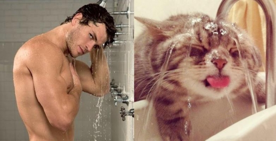 Cats That Look Like Male Models 6