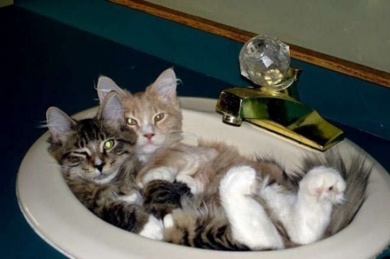 Cute kittens in a sink