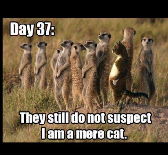 Day 37 They still do not suspect I am a mere cat