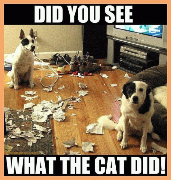 Did you see what the cat did