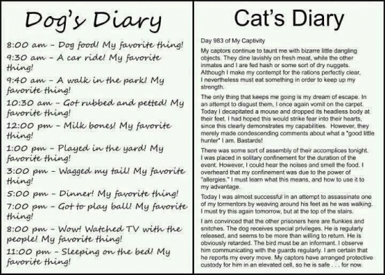 Dog vs Cat Diary