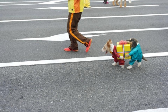 Dogs Carrying A Present