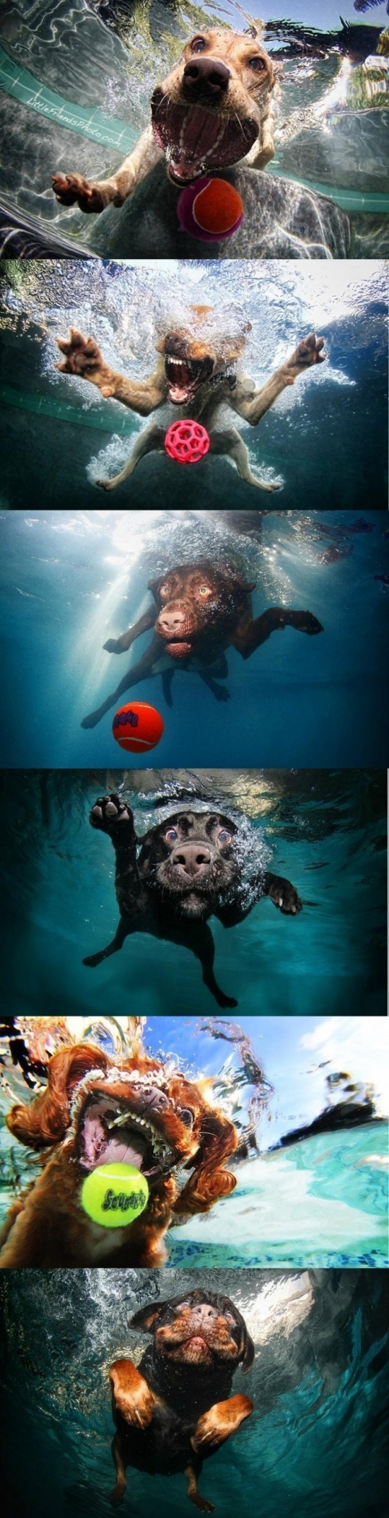 Dogs in water