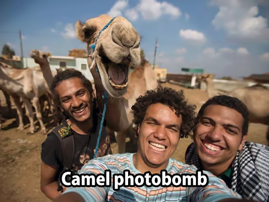 Even camels can photobomb