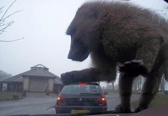 Giant Baboon