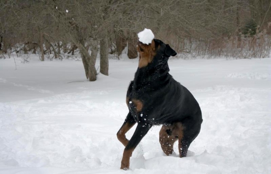 Never bring a dog to a snow fight