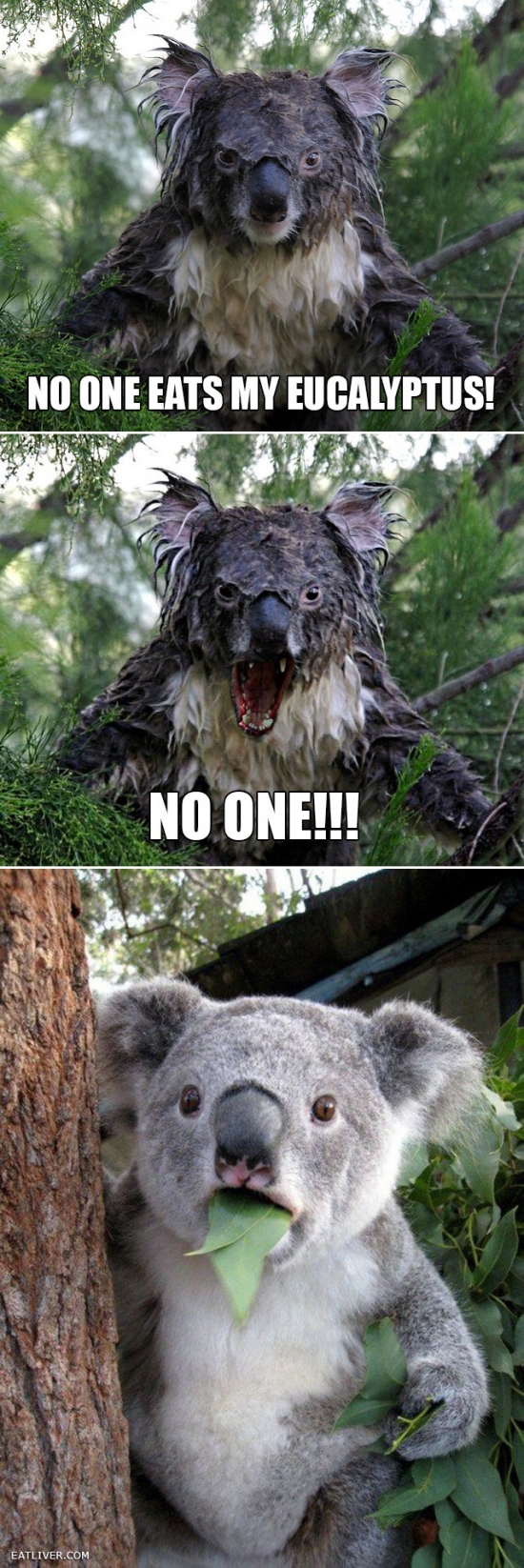 No One Eats My Eucalypus