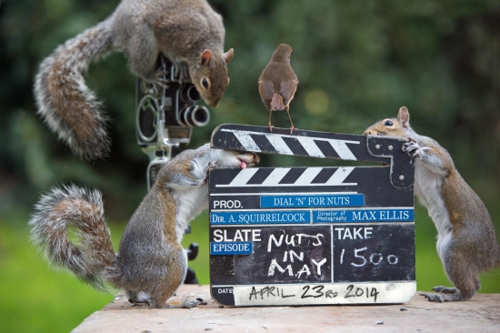 Squirrel Movie Makers