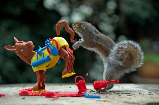 Squirrel playing Buckaroo