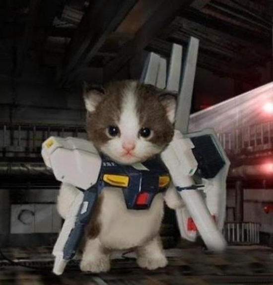 Transformer Cat