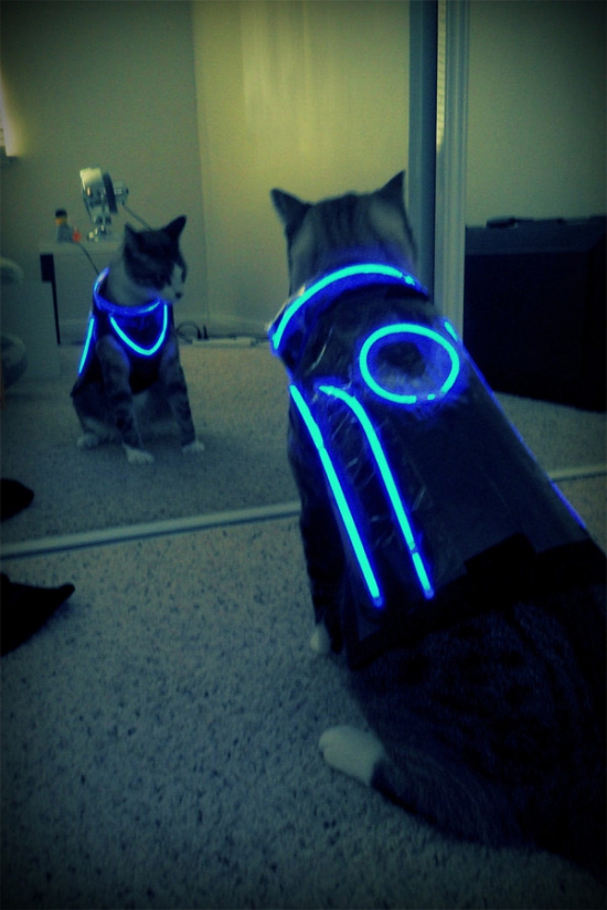 Tron Cat