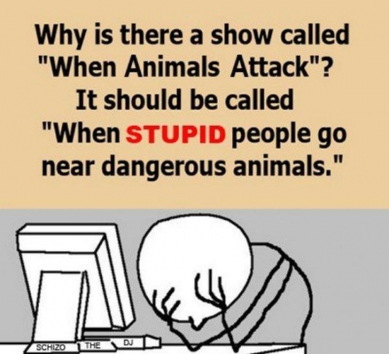 Why is there a show called When Animals Attack