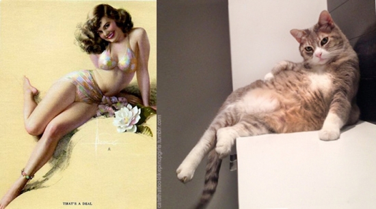 cats that look like pin up girls 1