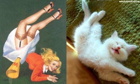 cats that look like pin up girls 12