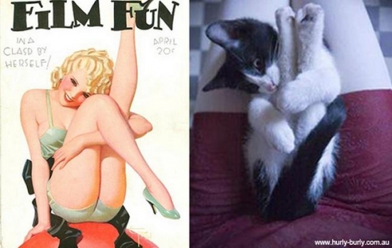 cats that look like pin up girls 18