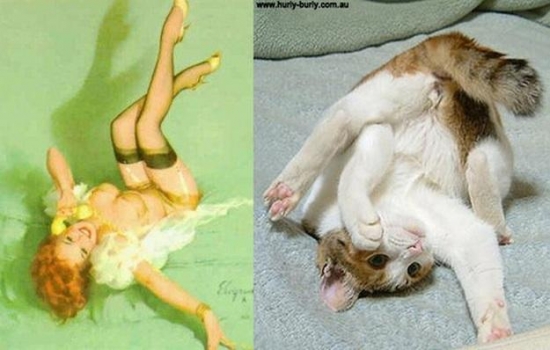 cats that look like pin up girls 19