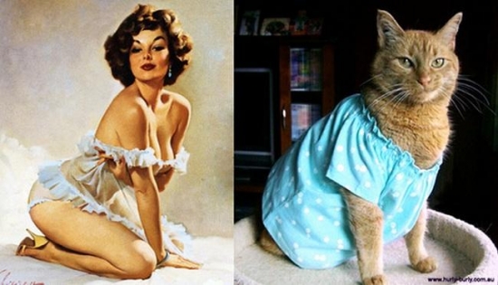 cats that look like pin up girls 21