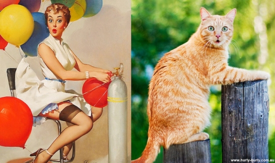 cats that look like pin up girls 4