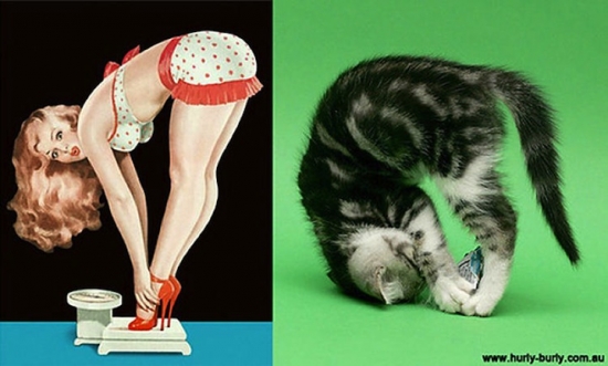 cats that look like pin up girls 7