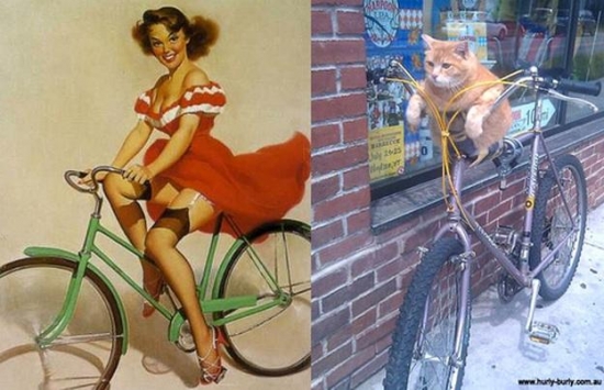 cats that look like pin up girls 7