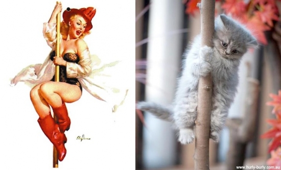 cats that look like pin up girls 9