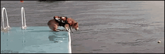 diving dog