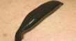 A Leech has 32 Brains