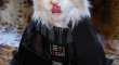 Cat Darth Vader