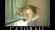 Catorail Meow