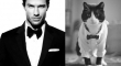 Cats That Look Like Male Models 1