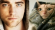 Cats That Look Like Male Models 10