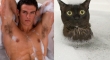 Cats That Look Like Male Models 13