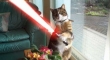 Cats with lightsabers 24