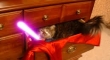 Cats with lightsabers 31