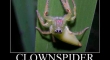 Clownspider