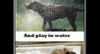 Dog Logic