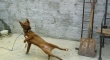 Doggy Breakdance