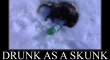 Drunk as a skunk2