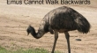 Emus cannot walk backwards