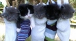 Five cute kittens in socks