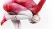 Flamingo Body Paint Illusion