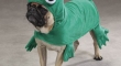 Frog Dog