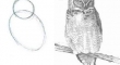 How to draw an owl