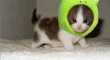 Kitty Frog