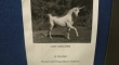 Lost Unicorn