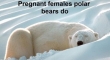 Not All Polar Bears Hibernate