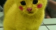 Pika cat