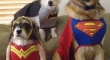 Puppy Justice League