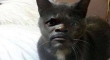 Samuel L. Catson