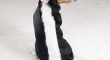 Skunk Dog